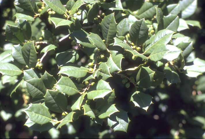 pihaorjanlaakeri